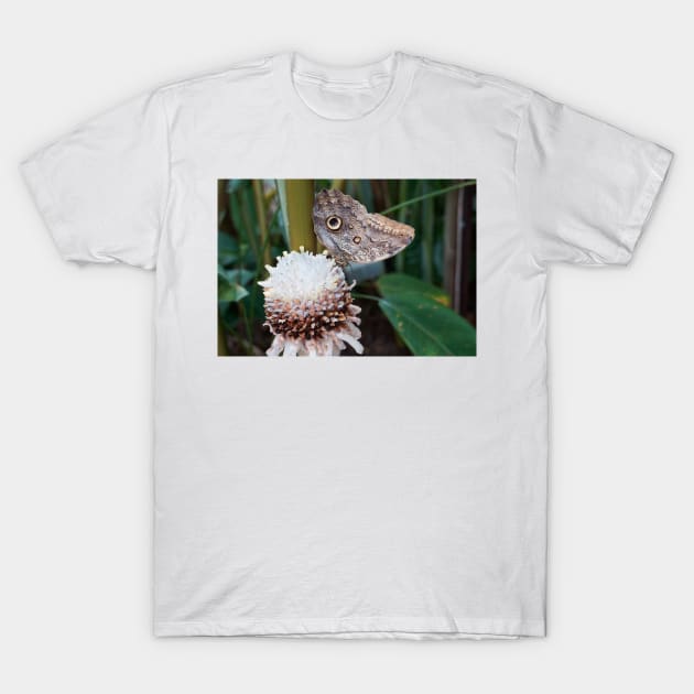 Owl butterfly T-Shirt by sma1050
